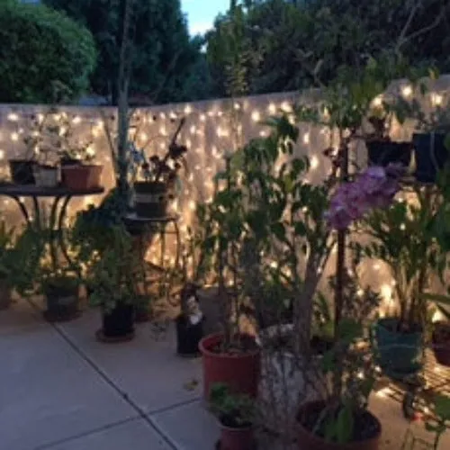 6-Foot Glass Curtain Lights Clear Bulbs White Wire