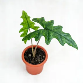 Alocasia Jacklyn 4"