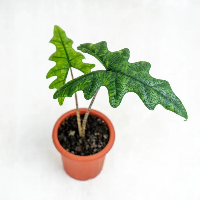 Alocasia Jacklyn 4"