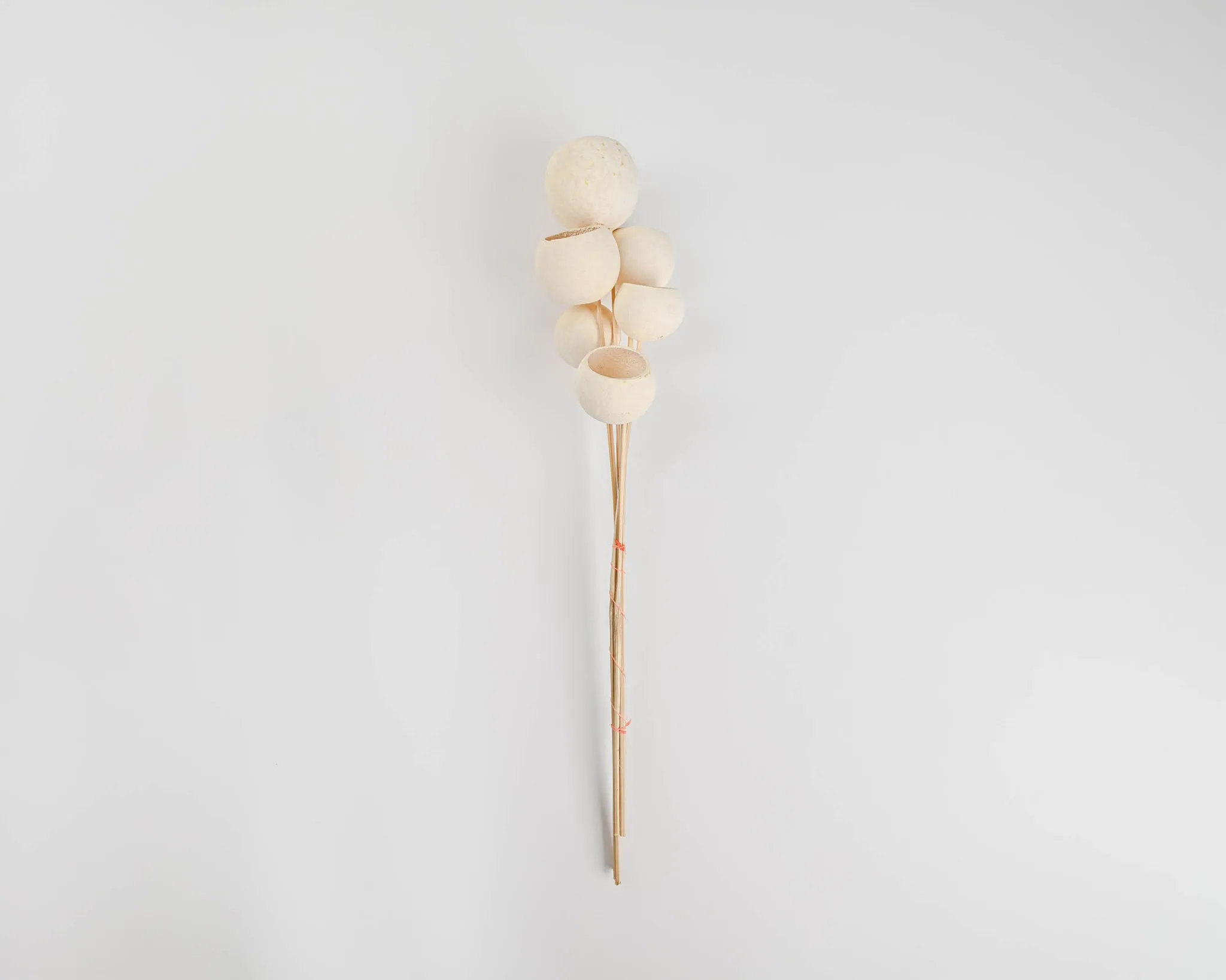 Bell Cups - Bleached