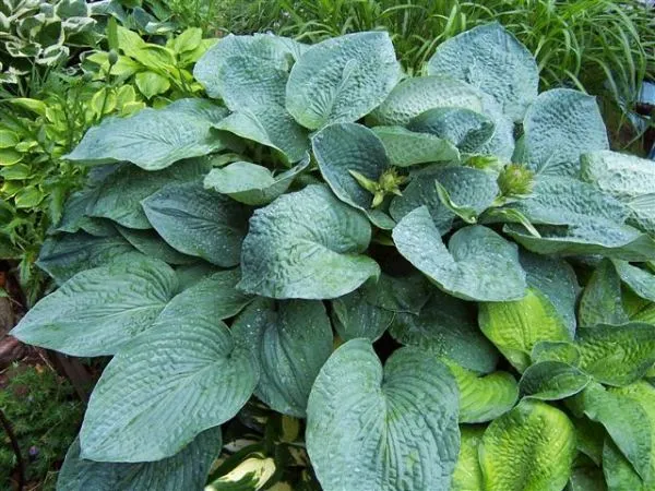 Bressingham Blue Hosta