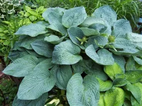 Bressingham Blue Hosta
