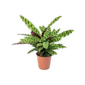 Calathea Lancifolia Rattlesnake Plant 4"