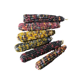 Corn Glass Gem Certified Organic Seeds | West Coast Seeds