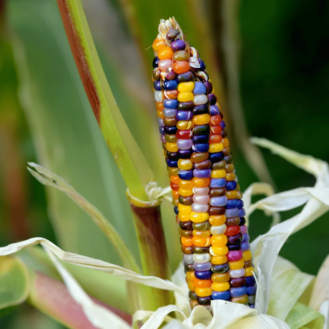 Corn Glass Gem Certified Organic Seeds | West Coast Seeds