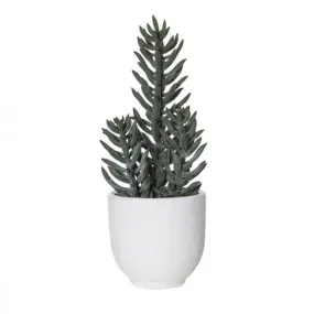 Rogue foxtail Succulent Orson Pot