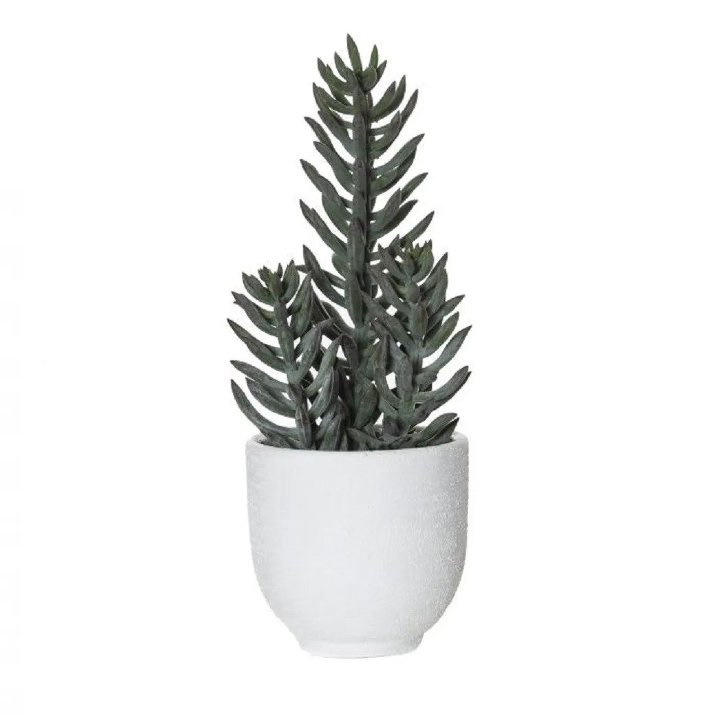 Rogue foxtail Succulent Orson Pot