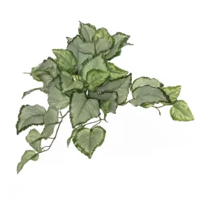 Rogue Lamium Bush 25cm Variegated