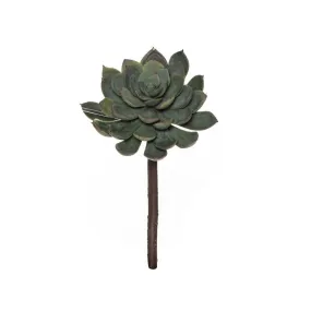 Rogue Lotus Echeveria Stem 12x12x18cm Grey/Green