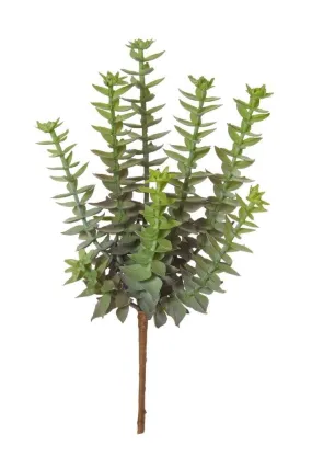 Rogue Mini Crassula Succulent 12x12x19cm Green