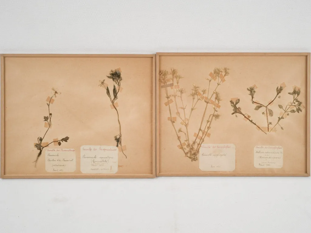 Set of 8 Antique Dried Botanicals - 12¼" x 9¾"