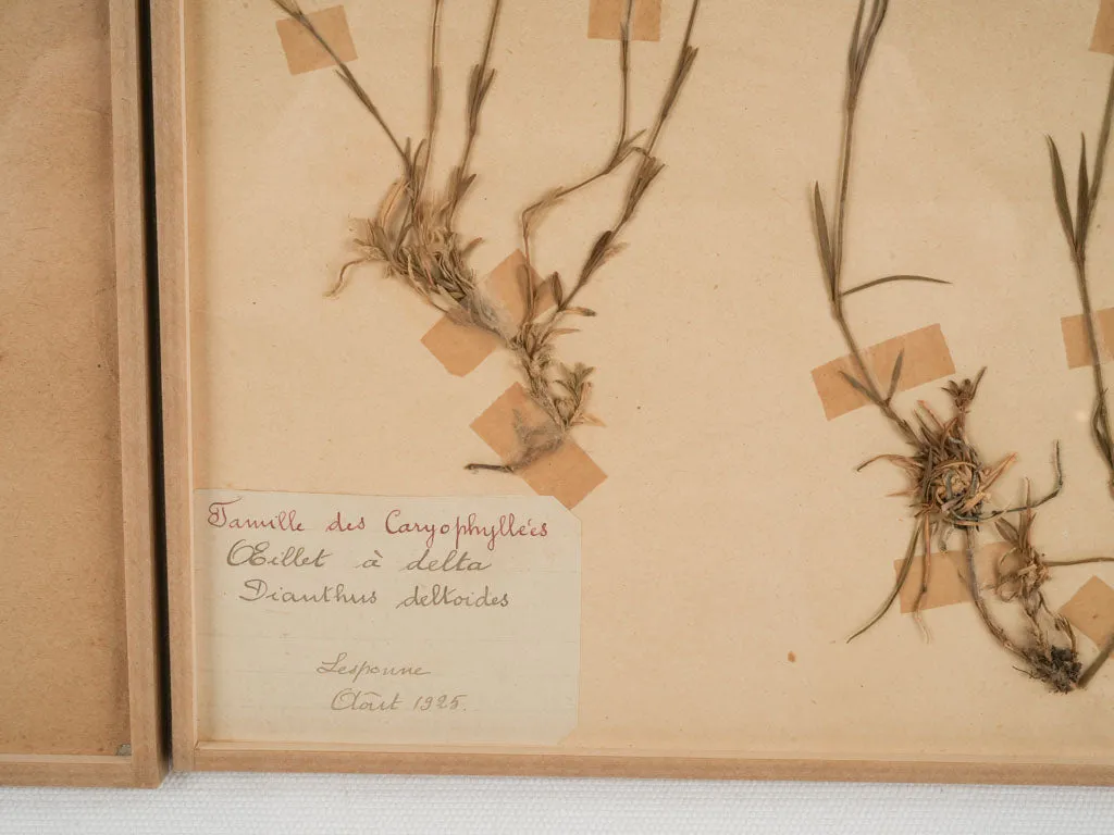 Set of 8 Antique Dried Botanicals - 12¼" x 9¾"