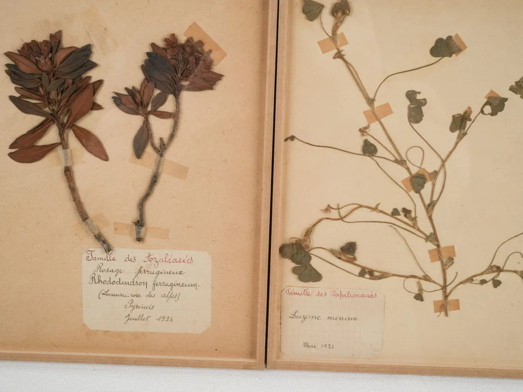 Set of 8 Antique Dried Botanicals - 12¼" x 9¾"