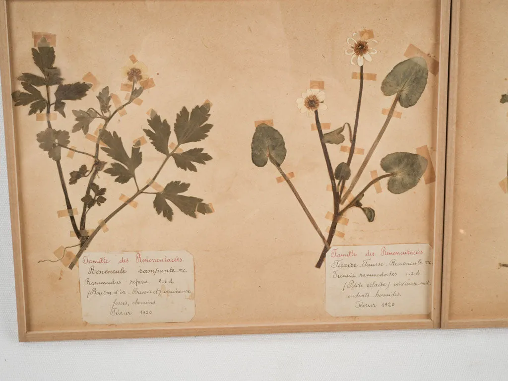 Set of 8 Antique Dried Botanicals - 12¼" x 9¾"