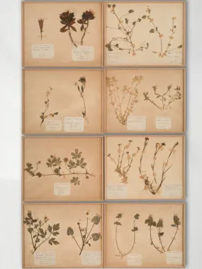Set of 8 Antique Dried Botanicals - 12¼" x 9¾"