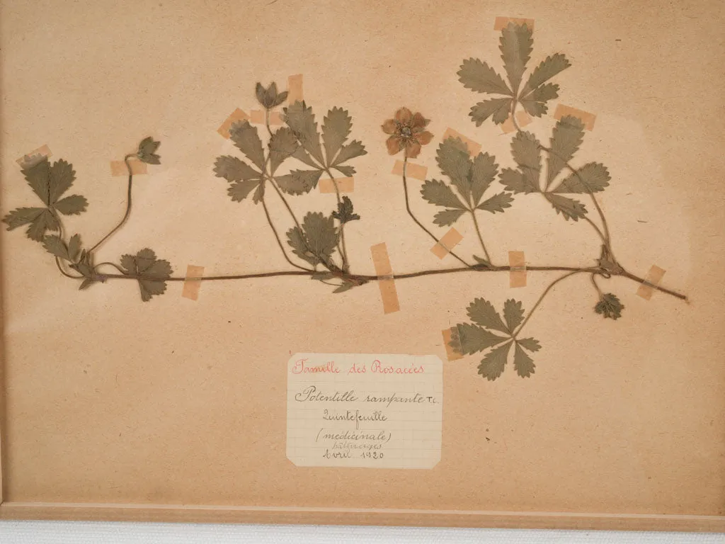 Set of 8 Antique Dried Botanicals - 12¼" x 9¾"