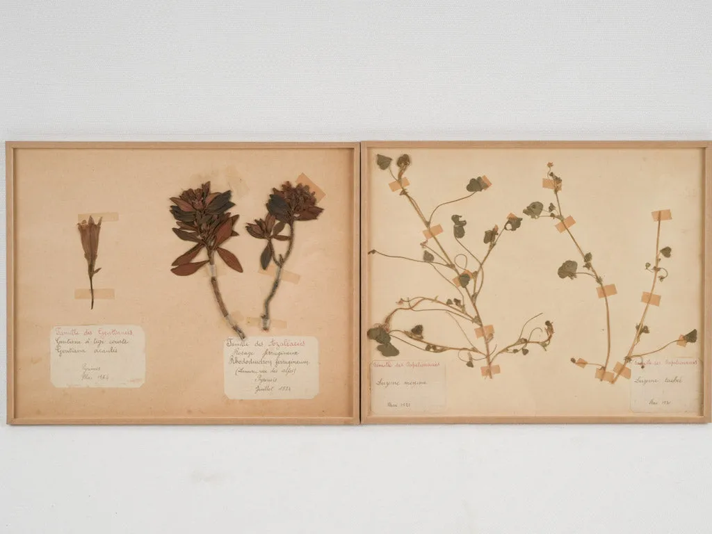 Set of 8 Antique Dried Botanicals - 12¼" x 9¾"