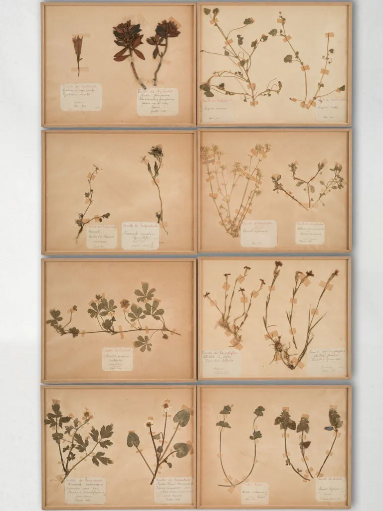 Set of 8 Antique Dried Botanicals - 12¼" x 9¾"