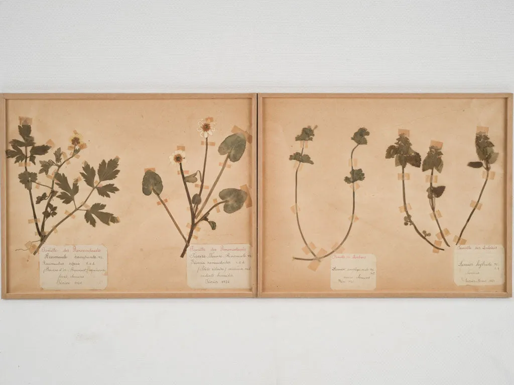 Set of 8 Antique Dried Botanicals - 12¼" x 9¾"
