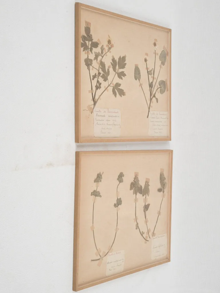Set of 8 Antique Dried Botanicals - 12¼" x 9¾"