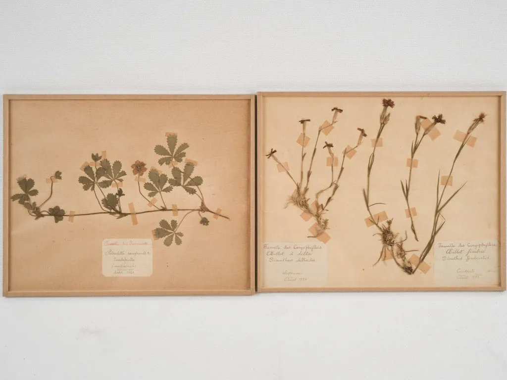 Set of 8 Antique Dried Botanicals - 12¼" x 9¾"